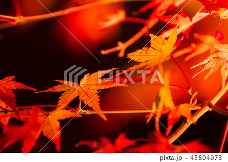 岩屋堂公園の紅葉（ ライトアップ） 45804973