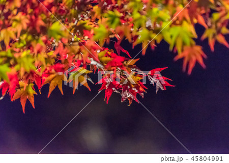 岩屋堂公園の紅葉（ ライトアップ） 45804991
