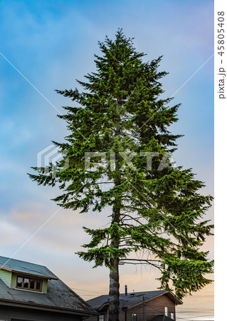 チリマツ 45805408