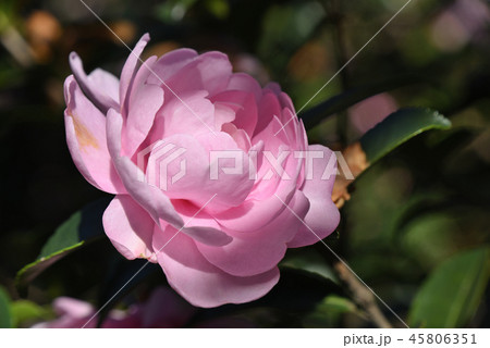 サザンカ(乙女) サザンカ(乙女) 45806351