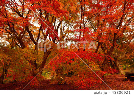 紅葉 45806921