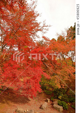 紅葉 紅葉 45806925