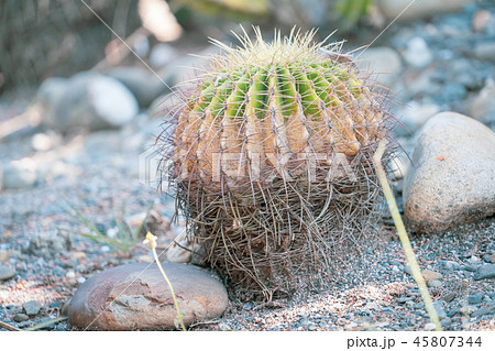 サボテン さぼてん 仙人掌 45807344
