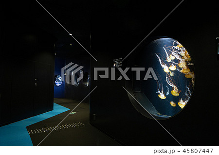 山形県鶴岡市　加茂水族館 45807447