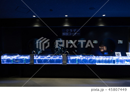 山形県鶴岡市　加茂水族館　解説コーナ 45807449