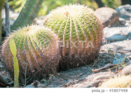 サボテン さぼてん 仙人掌 45807498