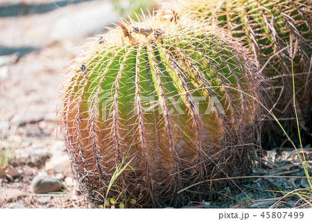 サボテン さぼてん 仙人掌 45807499
