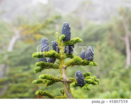 オオシラビソの球果 オオシラビソの球果 45807559
