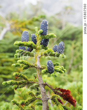 オオシラビソの球果 オオシラビソの球果 45807560