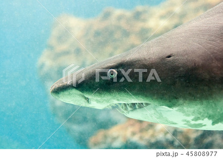 A shark with a bared teeth. 45808977