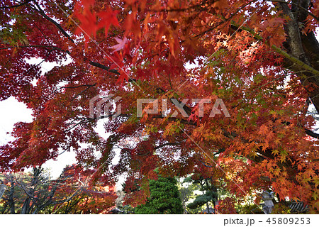 妙法院門跡　紅葉 45809253