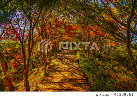 伊豆 紅葉 伊豆 紅葉 45809561