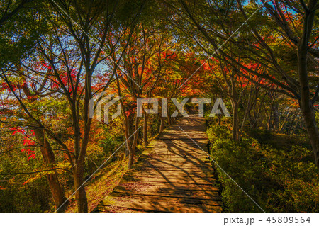 伊豆　紅葉 45809564