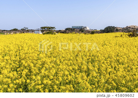 島 サムダド 観光地 45809602