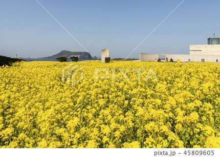 島 サムダド 観光地 45809605