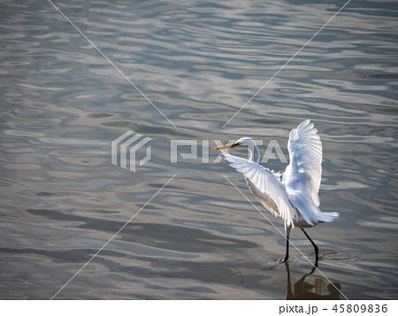 Birds at riverside 45809836