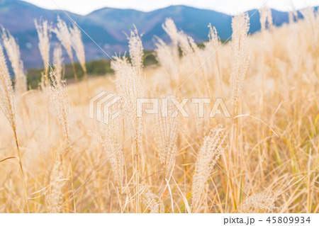 【神奈川県】仙石原 【神奈川県】仙石原 45809934