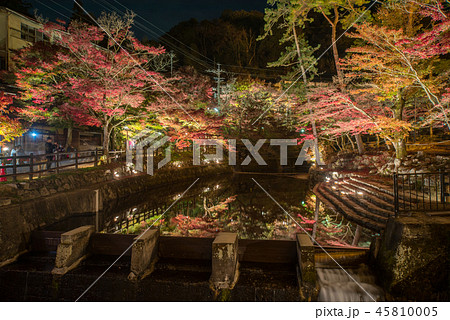 岩屋堂公園の紅葉（ ライトアップ） 45810005