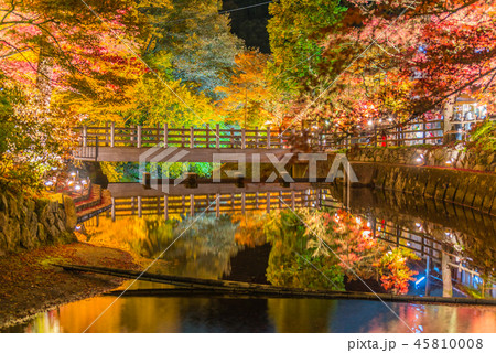 岩屋堂公園の紅葉（ ライトアップ） 45810008
