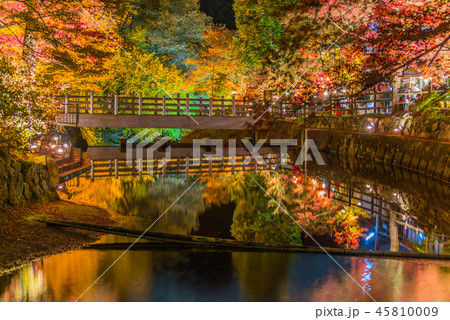 岩屋堂公園の紅葉（ ライトアップ） 45810009