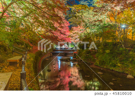 岩屋堂公園の紅葉（ ライトアップ） 45810010