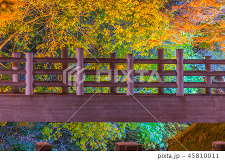 岩屋堂公園の紅葉（ ライトアップ） 45810011