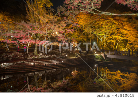 岩屋堂公園の紅葉（ ライトアップ） 45810019