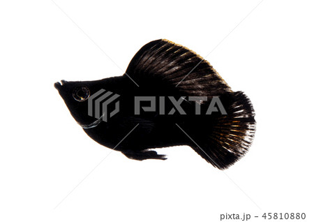 バルーンモーリー バルーンモーリー 45810880