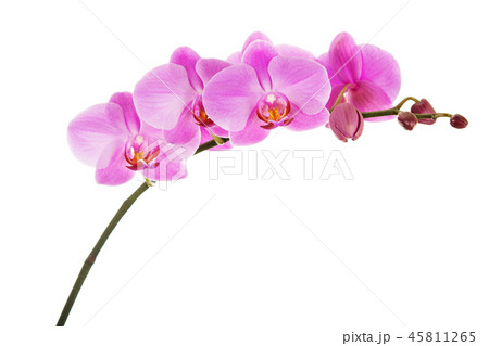 Purple Phalaenopsis orchid flowers isolated  45811265