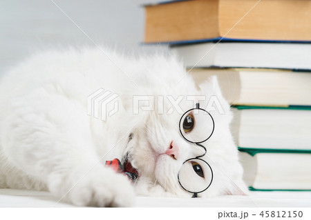 cat with round glasses