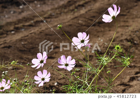 コスモス(秋桜) コスモス(秋桜) 45812723