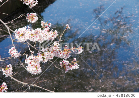 今井の桜 今井の桜 45813600