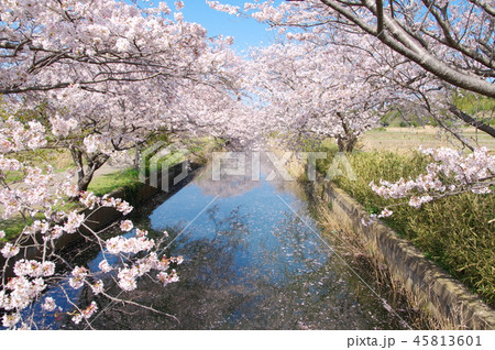 満開の今井の桜（千葉県白井市） 45813601