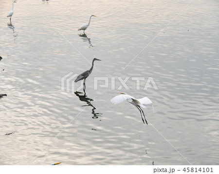 Birds at riverside Birds at riverside 45814101