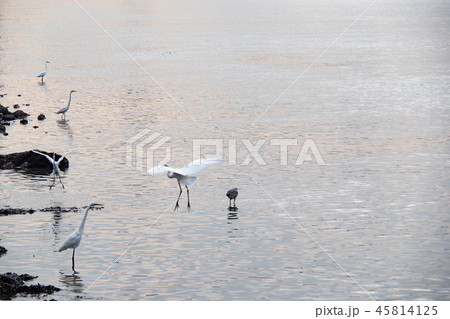Birds at riverside 45814125