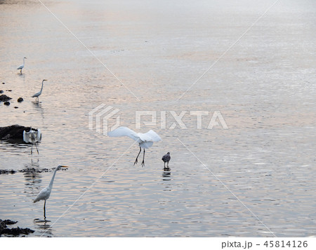 Birds at riverside 45814126