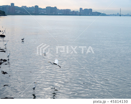 Birds at riverside 45814130