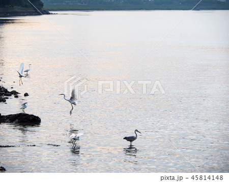 Birds at riverside Birds at riverside 45814148