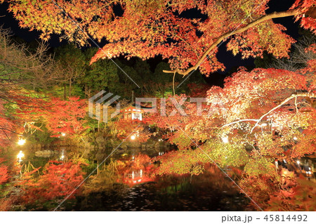 醍醐寺　夜間拝観の紅葉 45814492