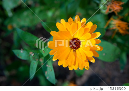 Calendula flower blooming in garden Calendula flower blooming in garden 45816300