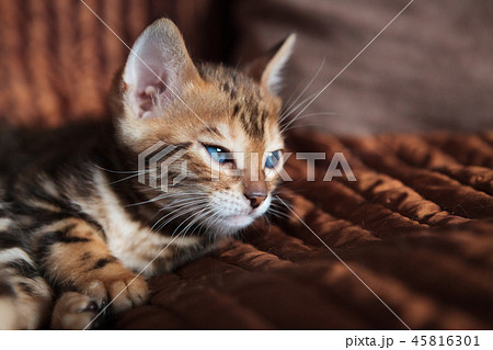 Cute bengal cat kitten at home Cute bengal cat kitten at home 45816301