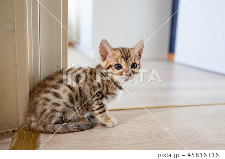 Cute bengal cat kitten at home Cute bengal cat kitten at home 45816316