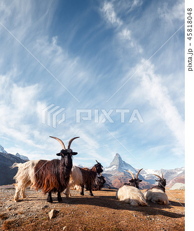 Picturesque view of Matterhorn peak and Stellisee lake in Swiss Alps Picturesque view of Matterhorn peak and Stellisee lake in Swiss Alps 45818048
