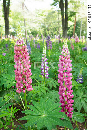 ルピナスの花 45818157