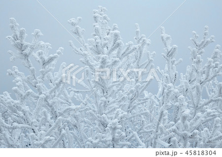 White winter forest in a cold winter day. White winter forest in a cold winter day. 45818304
