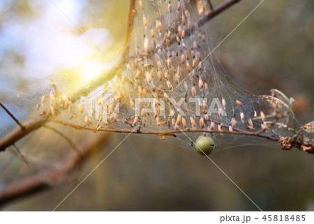 Colony of moth larvae closeup in the web on tree 45818485