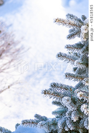 xmas tree, fir tree in the snow and hoarfrost 45818565