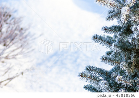 xmas tree, fir tree in the snow and hoarfrost 45818566