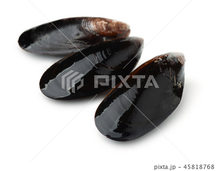 Three black whole shell mussels 45818768