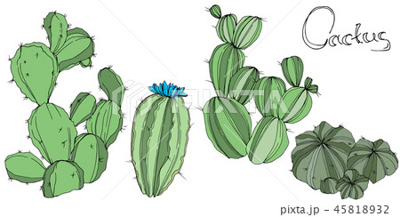 Vector Cactus. Floral botanical flower. Green engraved ink art. Isolated cacti illustration element. Vector Cactus. Floral botanical flower. Green engraved ink art. Isolated cacti illustration element. 45818932